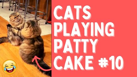 Cats Patty Cake | Cats Video Compilation