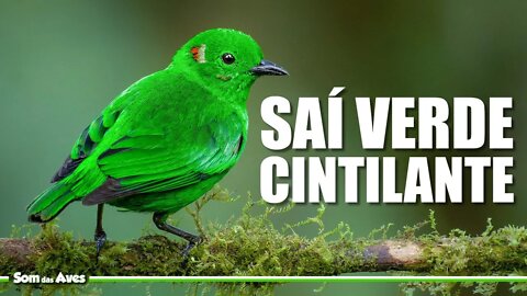 TANGARA VERDE BRILHANTE (Glistening Green Tanager) Saí Cintilante