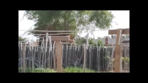 Building Tomato/Cucumber Trellis Lower And Lean + Planting