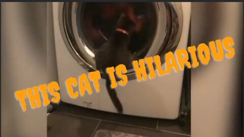 Watch this funny kitten Trying to jumb into the washing machine😂........#shorts #funnycat #cat