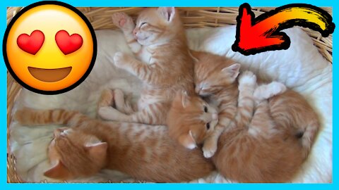 Mom cat with 4 meowing kittens no added music pure cuteness 02