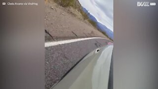Coyote rincorre un'auto a tutta velocità nella Valle della Morte