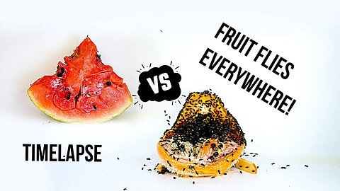 Fruit Fly Invasion: Rotting Watermelon vs. Papaya - Timelapse Battle