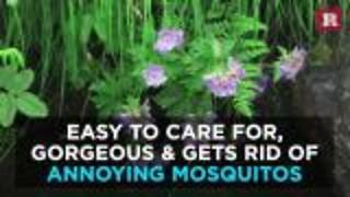 Plants that repel mosquitos | Rare Life