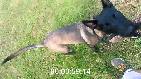 Belgian Malinois Finds 3 Antlers In Under 3 Minutes