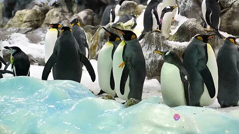 Penguin World: Life in the Cold