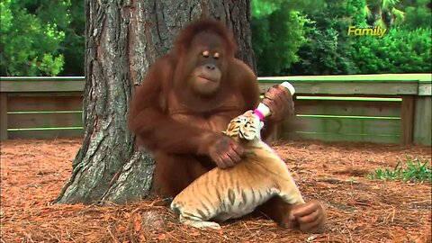 Orangutan Babysits Tiger Cubs (AnimalsMedia)