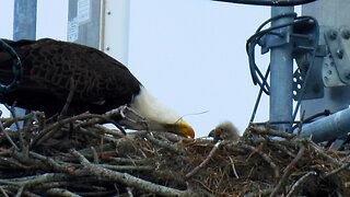 Eaglets Being Fed