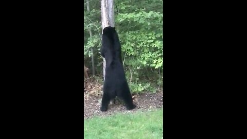 Bear visiting the yard