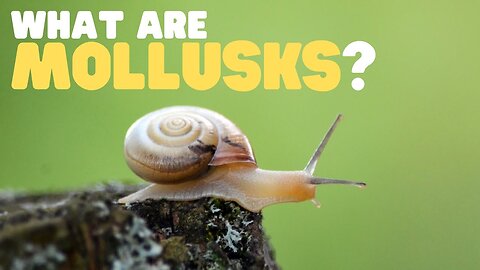 What Are Mollusks? | Learn all about these land and sea dwellers