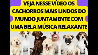 NESSE VÍDEO VOCÊ IRÁ VER OS CACHORROS MAIS FOFOS DO MUNDO, JUNTAMENTE COM UMA BELA MÚSICA RELAXANTE