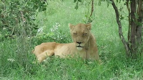 Injured lioness is rescued from snare around her neck