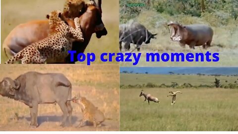 Top crazy moments cheetah and hyena attack to buffalo & antelope baby...