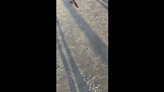 Dude Caught a Stingray 🎣 #NorthCarolina #beach #fishing #stingray