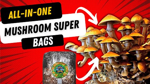 ALL-IN-ONE MUSHROOM GROW BAG | Premium Super bag STEP BY STEP TUTORIAL!