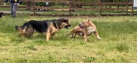 😱😱😱😱German shepherd attacked pitbull