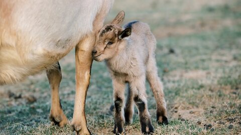 Dairy Farm Partner Highlight: Humfleets Nubian Dairy Goats! | Bend Soap Company