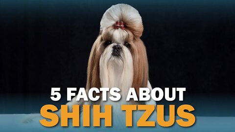 5 Shih Tzu Facts | Talkin Dogs