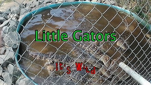 Feeding Little Gators