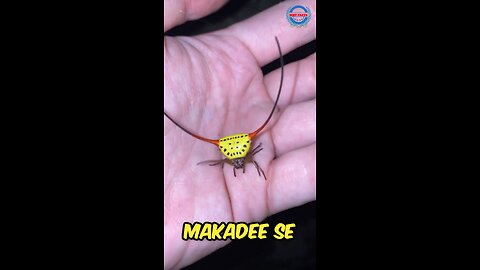 सींग वाली 🕷️मकड़ी😲 Bull Horned Spider 🕸️