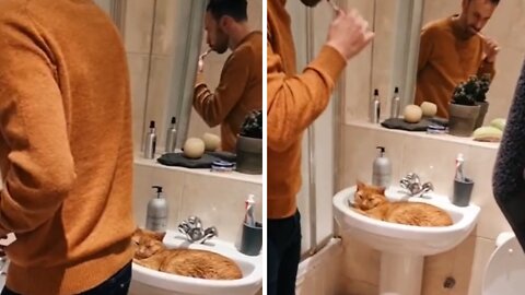 Cat Claims Sink, Forces Owner To Brush Teeth In Shower