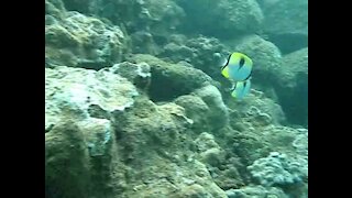 diving accompanied by very beautiful fish under the sea