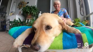 74-year-old woman fends off alligator to save dog