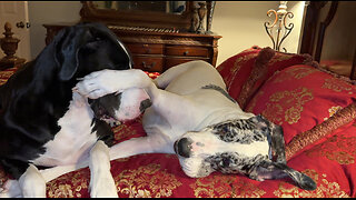 Two-year-old Great Danes Enjoy Bedtime Bitey Face Game