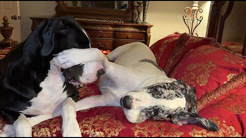 Two-year-old Great Danes Enjoy Bedtime Bitey Face Game