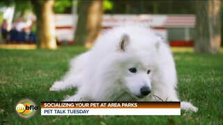 Pet Talk Tuesday - Socializing your dog