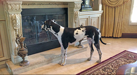 Great Dane sees his reflection for the first time