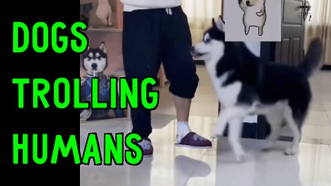 Funny Dogs Trolling Humans, Other Dogs, and Getting Slapped