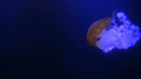 Small Glowing Jellyfish Drifting in Dark Water