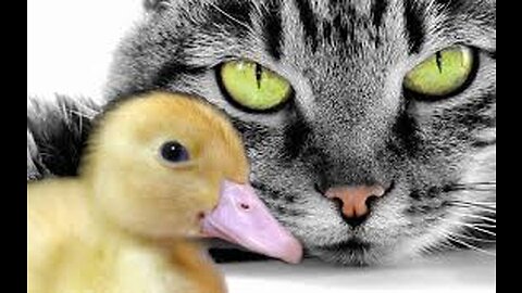 Duck seeks hilarious revenge on Cat