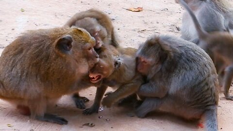 Attack horrible/Group Amber Many big monkeys bite wild monkeys badly until wild monkey crying