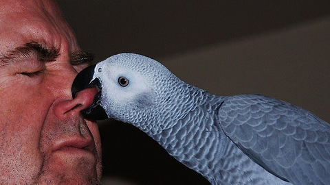 Secret To Stop Your Bird From Biting