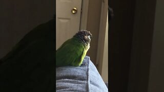 My bird being fluffy