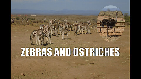 Zebras and Ostriches in Inverdoorn