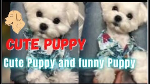 Very cute puppies, cute dogs make you laugh