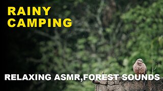 In the rain forest sound of rain cozy vibes Solo car camping / camping vlog