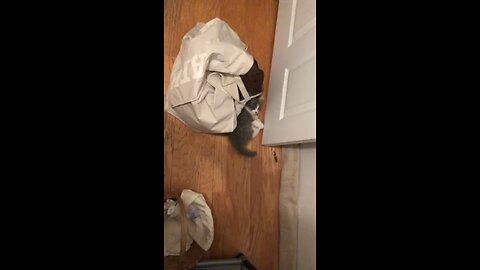 Donny Kitty Playing By Bathroom Door