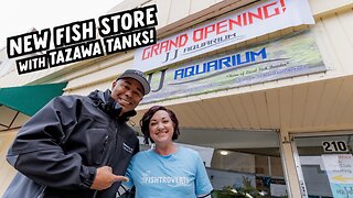 Local Fish Store GRAND OPENING with Tazawa Tanks