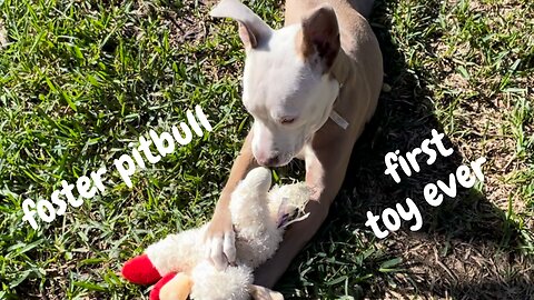 Foster Pitbull puppy playing with first toy ever