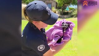 Kitten rescued from Chandler storm drain