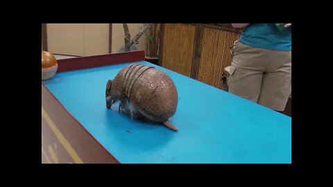 Busch Gardens Animal Ambassador Insider Tour