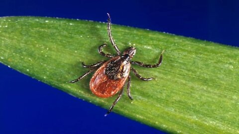 Two More Tick Viruses And Tick Safety