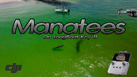 Manatees On The Beach Longboat Key Mavic Air2s Drone Video