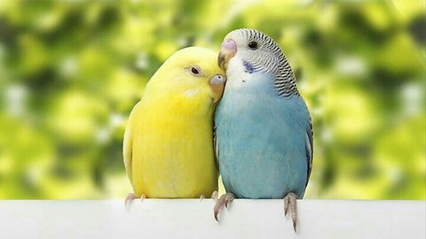 budgies bird !!