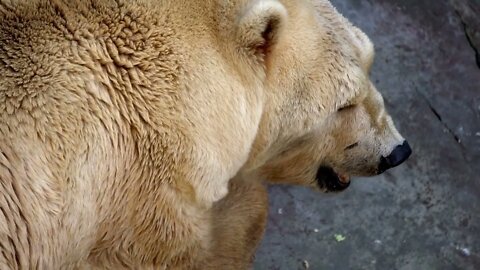 Ice bear lying on cliffs5