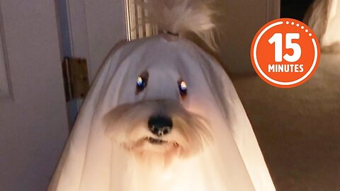 FUNNY Pets Reenacting Horror Movies 🤣 | Best Halloween Compilation